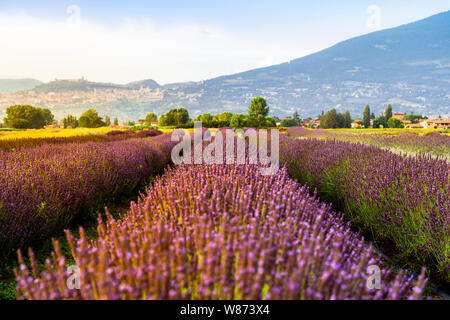 Un campo di lavanda in Assisi in estate Foto Stock