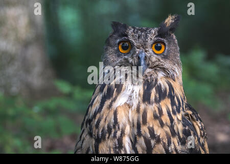 Chiusura del gufo reale testa. Individuato il gufo reale o Bubo bubo nella fauna selvatica. Foto Stock