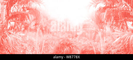 Tropicale di foglie di palma con Sun perde efficacia. Motivo floreale nel quartiere alla moda di coral colore di sfondo. Banner, copia dello spazio. Palme esotiche bokeh, tonica. Estate, ho Foto Stock