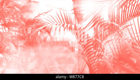 Tropicale di foglie di palma con Sun perde efficacia. Motivo floreale nel quartiere alla moda di coral colore di sfondo. Banner, copia dello spazio. Palme esotiche bokeh, tonica. Estate, ho Foto Stock