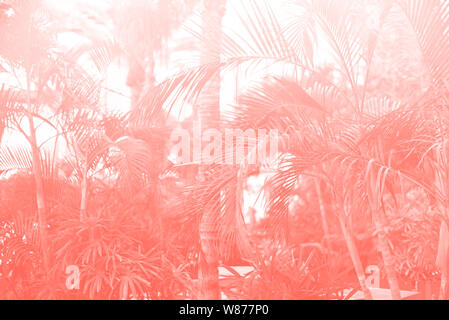 Tropicale di foglie di palma con Sun perde efficacia. Motivo floreale nel quartiere alla moda di coral colore di sfondo. Banner, copia dello spazio. Palme esotiche bokeh, tonica. Estate, ho Foto Stock
