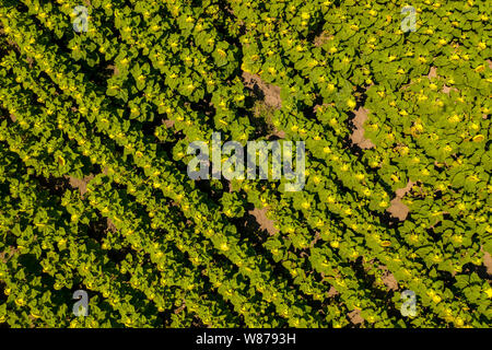 Campo di girasole vista dall'alto. Il paesaggio agricolo da un uccello dalla vista Foto Stock