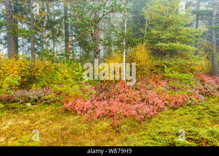 I colori autunnali nei boschi Foto Stock