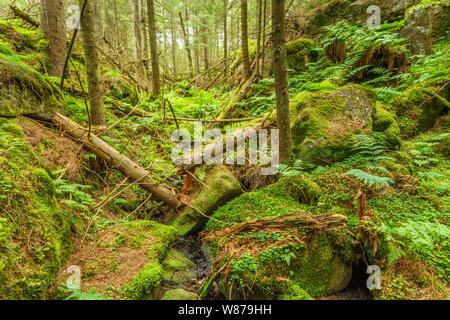 La caduta di alberi in un burrone in un vecchio foresta Foto Stock