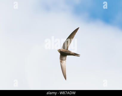 Common swift - apus apus - battenti Foto Stock
