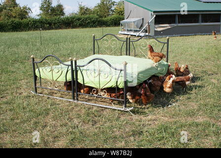 Felice il pollo sul bellissimo letto Foto Stock