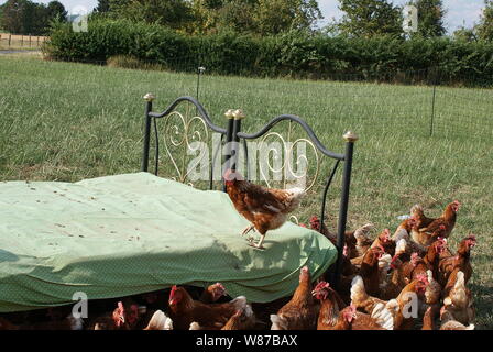 Questo pollo sul letto di pollo sembra felice Foto Stock