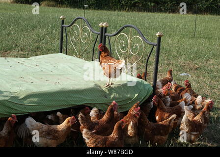 Anche questa felice puntoni di pollo sopra il letto di pollo Foto Stock