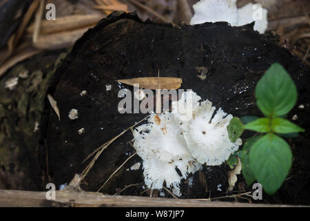 Avvistamento di funghi su un sentiero botanico in Wild Mahseer Foto Stock