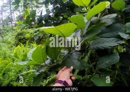 Avvistamento su un sentiero botanico in Wild Mahseer Foto Stock