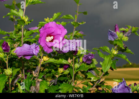 Purple Hibiscus contro un oscuro sfondo tempestoso Foto Stock