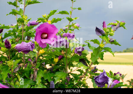 Purple Hibiscus contro un oscuro sfondo tempestoso Foto Stock