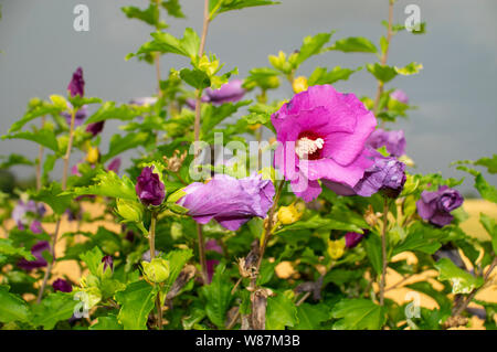 Purple Hibiscus contro un oscuro sfondo tempestoso Foto Stock