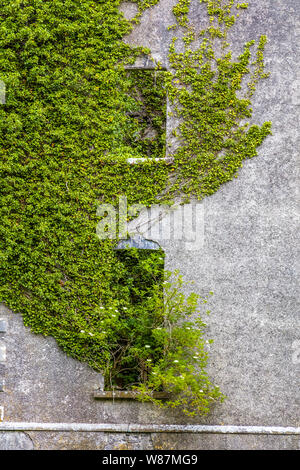 Rovine di Moore Hall o Moorehall nel villaggio Carnacon nella contea di Mayo in Irlanda Foto Stock