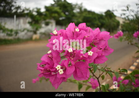 Splendido colore rosa fiore su blur sullo sfondo Foto Stock