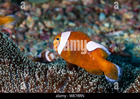 Carino a doppio spiovente Clownfish su una scogliera di corallo Foto Stock