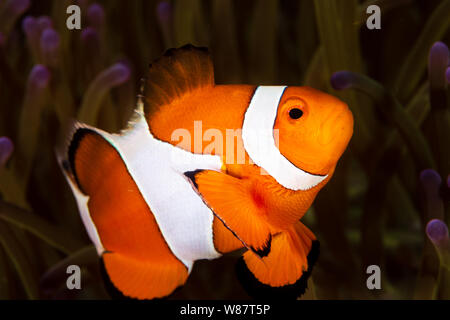 Carino Clownfish comune in i tentacoli della sua Anemone Host su un Tropical Coral Reef Foto Stock