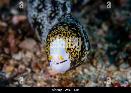 Un fiocco di neve e curiose murene su un Tropical Coral Reef Foto Stock