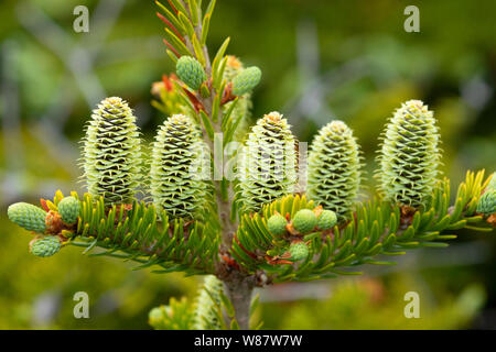 Balsam fir lungo Philip's Garden il sentiero costiero, Port au choix National Historic Site, Terranova e Labrador, Canada Foto Stock