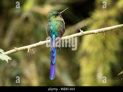 Primo piano della hummingbird,viola-tailed Sylph ( Aglaiocercus coelestis) appollaiate su un ramo in northwestern Ecuador.riscontrato in Ecuador e Colombia. Foto Stock