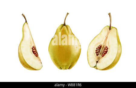 Intera e mezza fettina di mela cotogna frutto realistico acquerello botanico illustrazione succosa isolato clipart disegnati a mano, fresca tropicale esotico alimentare arancione Foto Stock