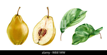 Realistico acquerello botanico illustrazione frutta mela cotogna foglie intere e mezza fettina mature juicy clipart isolati disegnati a mano, fresco tropicale cibo Foto Stock