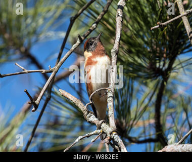 Primo piano della Bay-breasted trillo maschio ( Dendroica castanea) si appollaia in pino nel punto lungo il Parco Provinciale,Ontario, Canada durante la migrazione a molla. Foto Stock