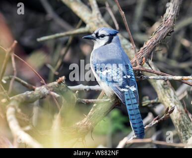 Primo piano della Blue Jay ( Cyanocitta cristata) si appollaia in legno molto a punta lunga osservatorio ornitologico Ontario, Canada durante la migrazione a molla. Foto Stock