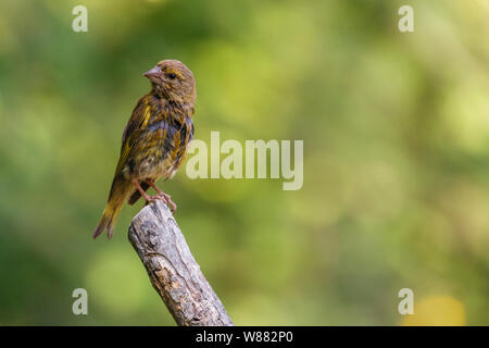 Piccolo e grazioso uccello, chiamato Verdone europeo (chloris chloris) poste su un ramo con un fuori fuoco sfondo. Foto Stock