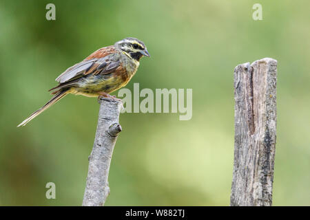 Piccolo e grazioso uccello, chiamato Cirl Bunting (emberiza cirlus) poste su un ramo con un fuori fuoco sfondo. Foto Stock