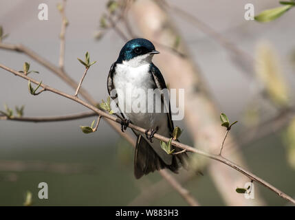 Primo piano del bianco e del blu songbird,Tree Swallow (Tachycineta bicolore) appollaiate su un ramo frondoso. Prese durante la migrazione della molla nel punto lungo,Ontario Foto Stock