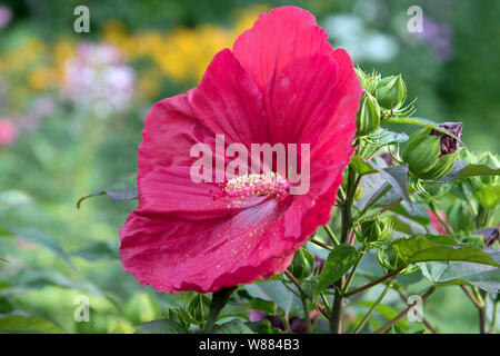 Primo piano della splendida fioritura rossa grande perenne di fiori di ibisco e gemme a Canadian giardino d'estate. Lo sfondo è multicolore floral bokeh di fondo. Foto Stock