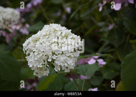 White Hydrangea Annabelle Foto Stock