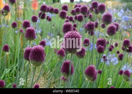 Allium Sphaerocephalon round-porro con testa a testa tonda Fiori di aglio Foto Stock