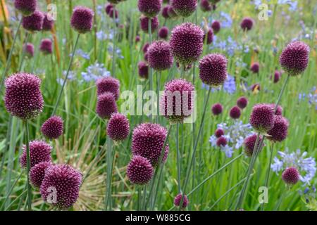 Allium Sphaerocephalon round-porro con testa a testa tonda Fiori di aglio Foto Stock