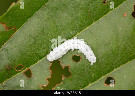 Un esempio di Alder Sawfly larva, Eriocampa ovata, fotografato su una foglia di ontano, Alnus glutinosa. La larva è stato trovato sulle rive del Dorset Foto Stock