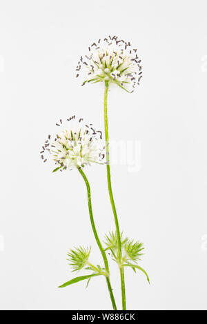 Una fioritura di piccole Teasel Dipsacus pilosus, trovato crescente sulle rive del Dorset Stour vicino alla città di Gillingham ai primi di agosto. Backgrou bianco Foto Stock