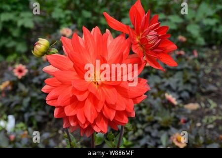 Dahlia Taratahi Ruby fiori e bocciolo rosso scarlatto dalia ninfea con fiori doppi Foto Stock