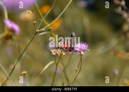 TARA il parco nazionale di Serbia - Argento lavato Fritillary (Argynnis paphia) maschio rovistando su un fiore selvatico Foto Stock