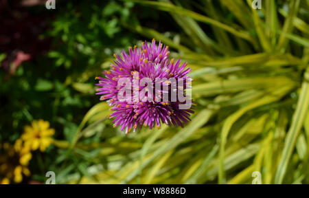 Estate in Nova Scotia: Closeup di Globe Amaranto fuochi d'artificio (Gomphrena globosa) Foto Stock