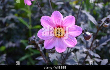 Estate in Nova Scotia: Closeup di Single-Flowering felice occhiolino lavanda Dahlia Foto Stock