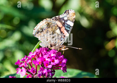 Buddleja davidii la boccola a farfalla Foto Stock