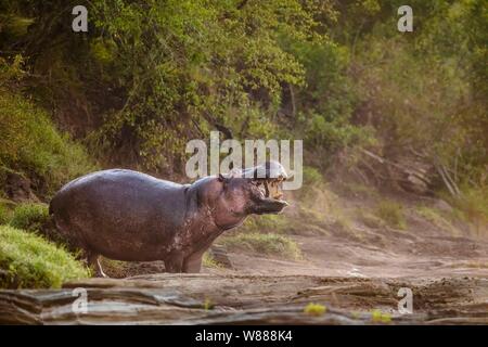 Ippona (Hippopotamus amphibius) in piedi sul bordo della zona di Olare Orok River, il Masai Mara riserva nazionale, Kenya Foto Stock