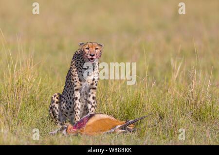 Ghepardo (Acinonyx jubatus) con Thomson Gazelle (Eudorcas thomsonii) come preda, il Masai Mara riserva nazionale, Kenya Foto Stock