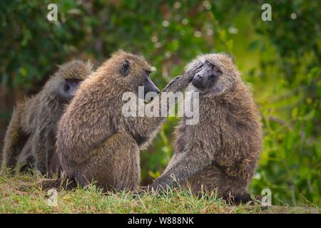 Due olive babbuini (papio anubis) grooming reciproco, il Masai Mara riserva nazionale, Kenya Foto Stock