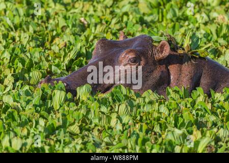 Ippopotamo (Hippopotamus amphibius) in uno stagno coperto con acqua lattuga, Masai Mara riserva nazionale, Kenya Foto Stock