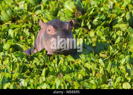 Giovani ippopotamo (Hippopotamus amphibius) in uno stagno coperto con acqua lattuga, Masai Mara riserva nazionale, Kenya Foto Stock