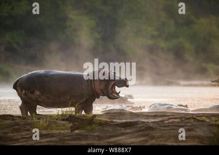 Ippona (Hippopotamus amphibius) in piedi sul bordo della zona di Olare Orok River, il Masai Mara riserva nazionale, Kenya Foto Stock