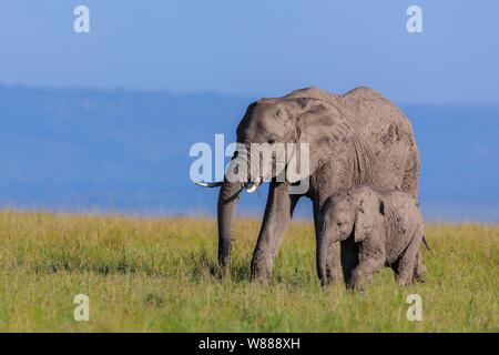 L'elefante africano (Loxodonta africana), adulti con i giovani a piedi nella savana Masai Mara riserva nazionale, Kenya Foto Stock