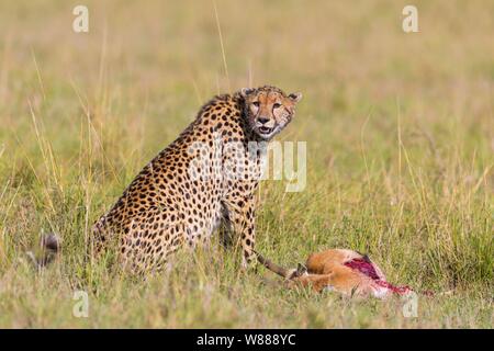 Ghepardo (Acinonyx jubatus) con Thomson Gazelle (Eudorcas thomsonii) come preda, il Masai Mara riserva nazionale, Kenya Foto Stock